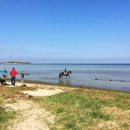 Kuestenseeschwalbe Zierow