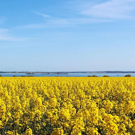 Kuestenseeschwalbe Zierow